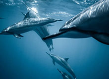 九游体育app-皇马官宣阿韦洛亚出任一队主帅 执教时长未披露